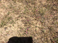 Castilleja densiflora densiflora