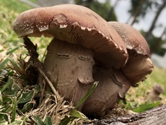 Armillaria mellea