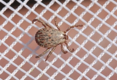 Dermacentor occidentalis
