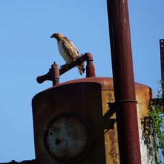 Buteo jamaicensis fuertesi
