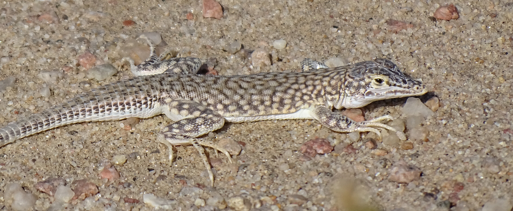 Reticulate Sand Lizard