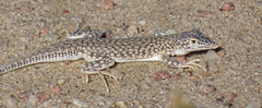 Reticulate Sand Lizard photo 1