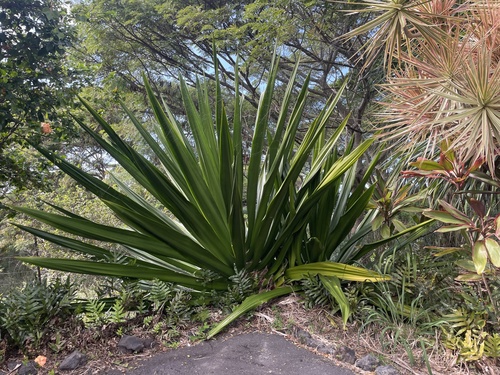 Foto de Pita