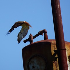 Buteo jamaicensis fuertesi
