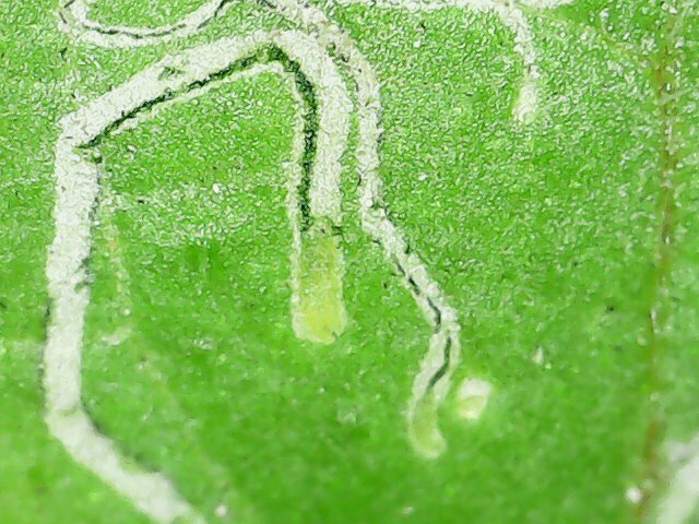 Liriomyza bryoniae