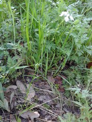 Nuttallanthus texanus