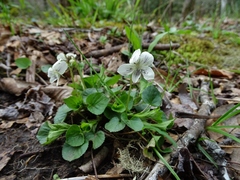 Viola striata