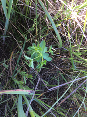 Euphorbia spathulata