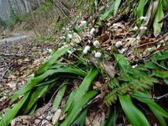 Carex fraseriana