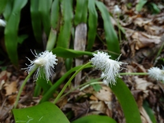Carex fraseriana