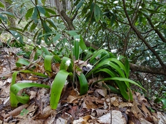 Carex fraseriana