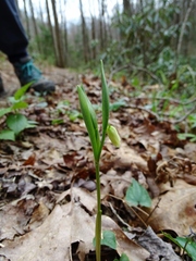 Uvularia puberula