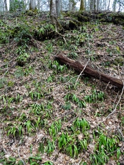 Carex fraseriana