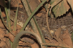 Dracaena paraguayensis