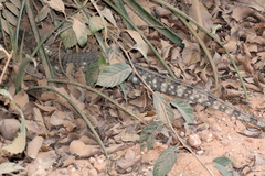 Dracaena paraguayensis