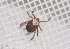 Dermacentor occidentalis