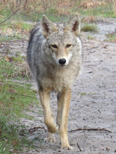 Coyote photographed in Pennsylvania