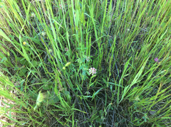 Trifolium bifidum decipiens