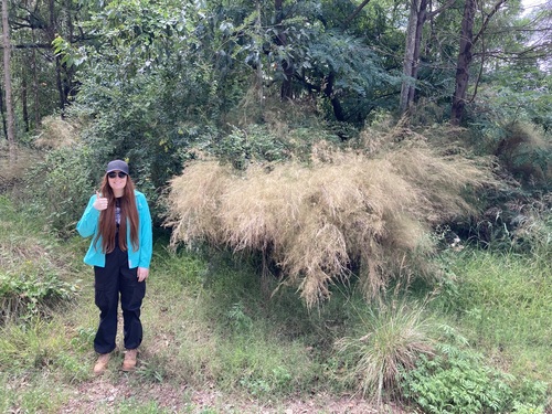Image of Austrostipa ramosissima by (c) Thomas Mesaglio, some rights reserved (CC BY)