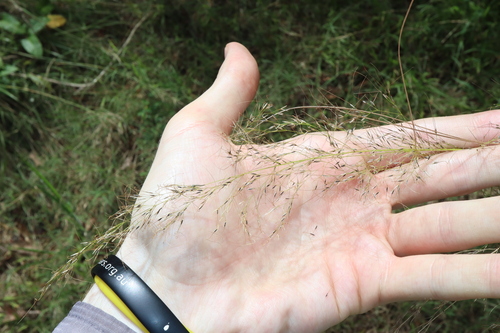 Image of Austrostipa ramosissima by (c) Thomas Mesaglio, some rights reserved (CC BY)