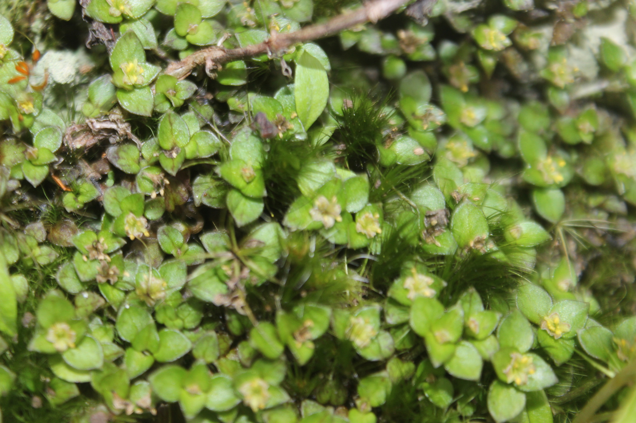 Imagem de Planta-dinheiro