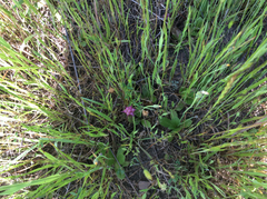 Trifolium depauperatum