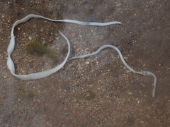 Cestoda