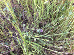 Trifolium dichotomum