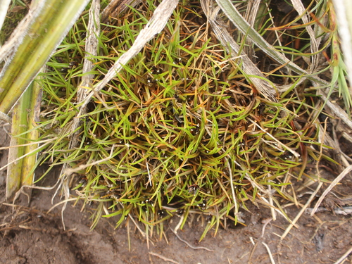 Antarctic rush (Juncus antarcticus)
