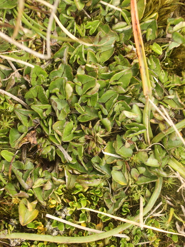 Image of Caltha novae by (c) Joe Dillon, some rights reserved (CC BY)