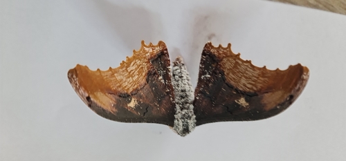 Micragone agathylla