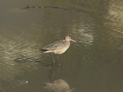 Limosa fedoa