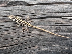 Anolis shrevei