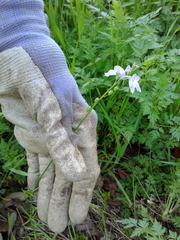 Nuttallanthus texanus