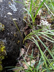 Lomatium linearifolium