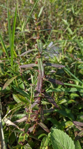 Image of Ammannia auriculata by (c) 許文俊, some rights reserved (CC BY-SA)
