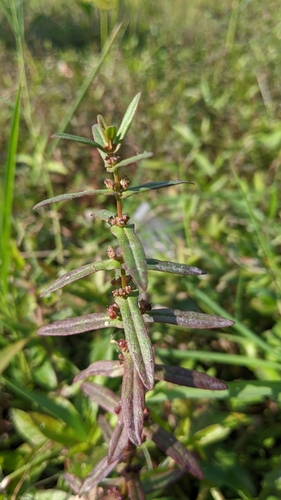 Image of Ammannia auriculata by (c) 許文俊, some rights reserved (CC BY-SA)