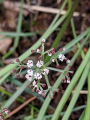 Lomatium linearifolium
