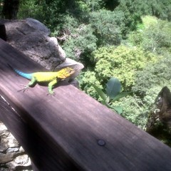 Sceloporus taeniocnemis