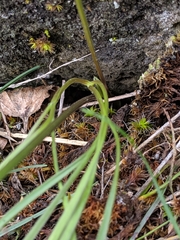 Lomatium linearifolium