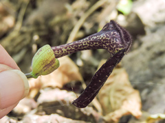 Aristolochia carterae