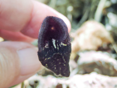 Aristolochia carterae