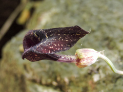 Aristolochia carterae