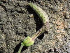Aristolochia carterae