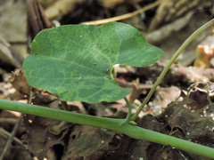 Aristolochia carterae