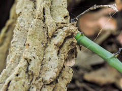 Aristolochia carterae