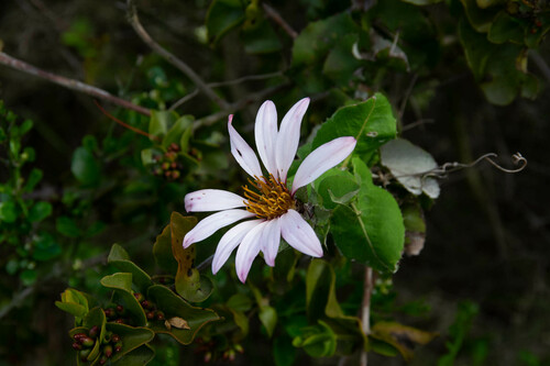 Mutisia ilicifolia, photograph 3