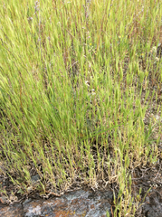 Streptanthus glandulosus secundus