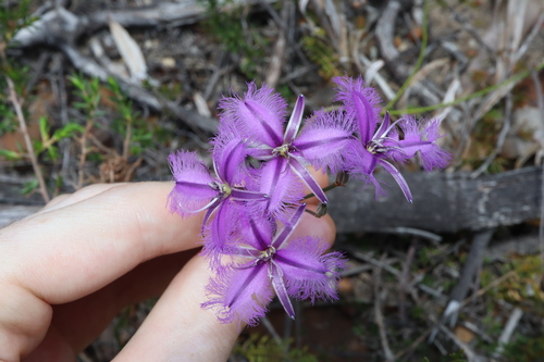 Image of Branching Fringe Lily (Thysanotus juncifolius) by (c) Thomas Mesaglio, some rights reserved (CC BY)