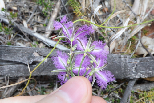 Image of Branching Fringe Lily (Thysanotus juncifolius) by (c) Thomas Mesaglio, some rights reserved (CC BY)